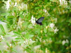 スイカズラに誘われて