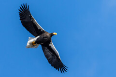 オオワシ飛翔３