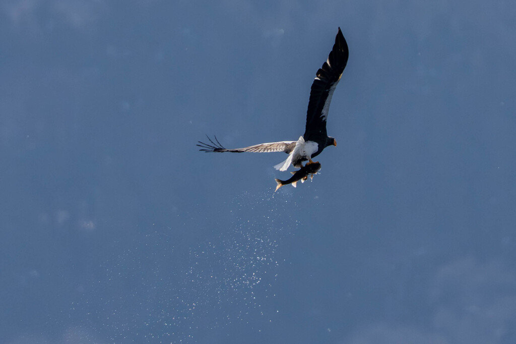 オオワシ飛翔６