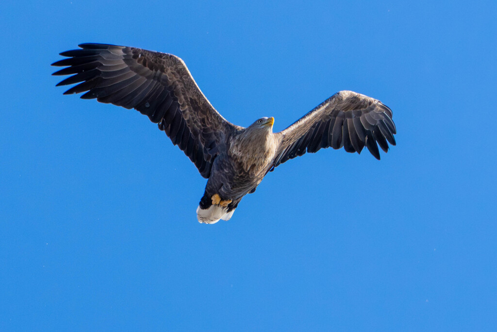 オジロワシ飛翔2