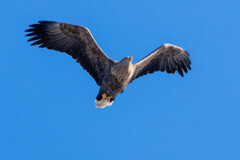 オジロワシ飛翔2