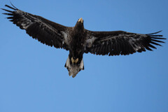 オオワシ亜成鳥