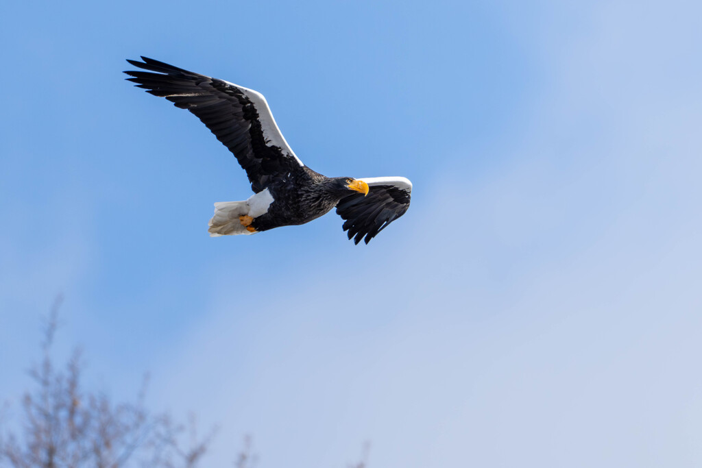 オオワシ飛翔５