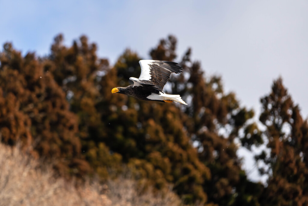 オオワシ飛翔７