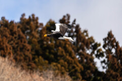 オオワシ飛翔７