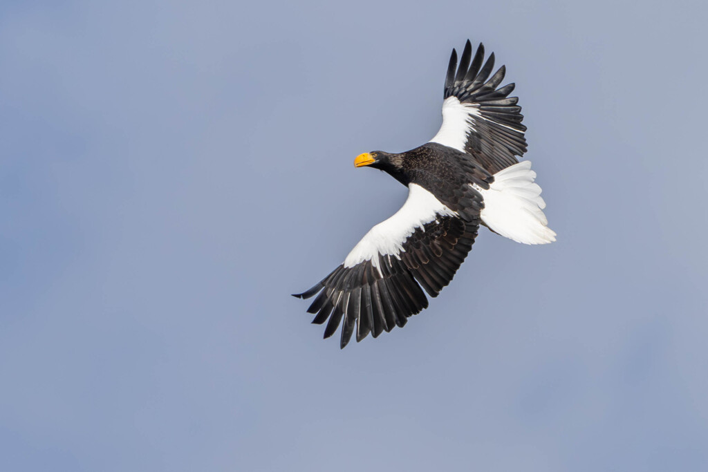 オオワシ飛翔