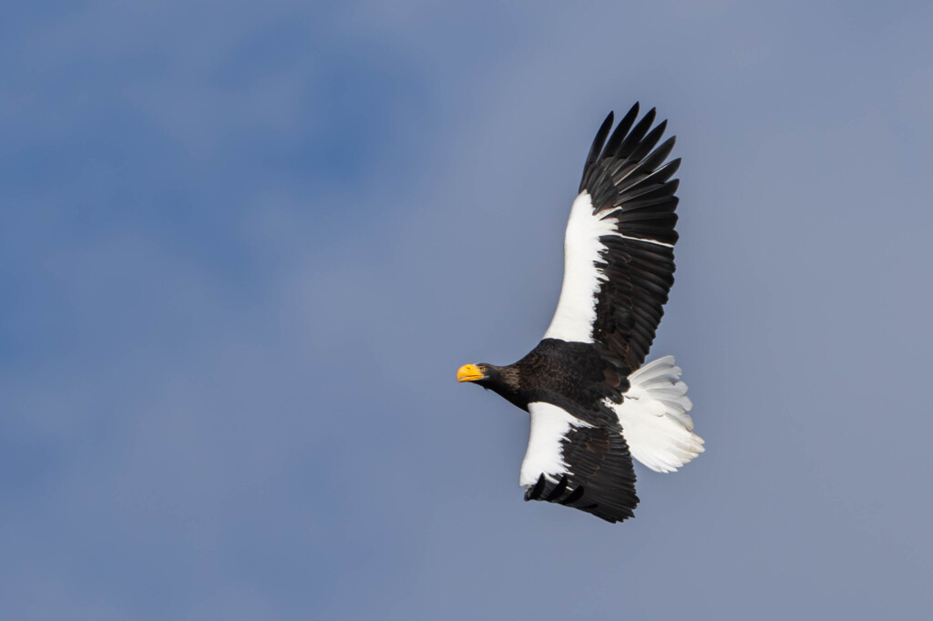 オオワシ飛翔２