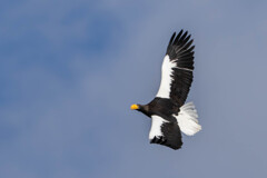 オオワシ飛翔２