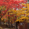2024年紅葉3