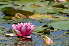 ハスの花