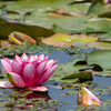 ハスの花