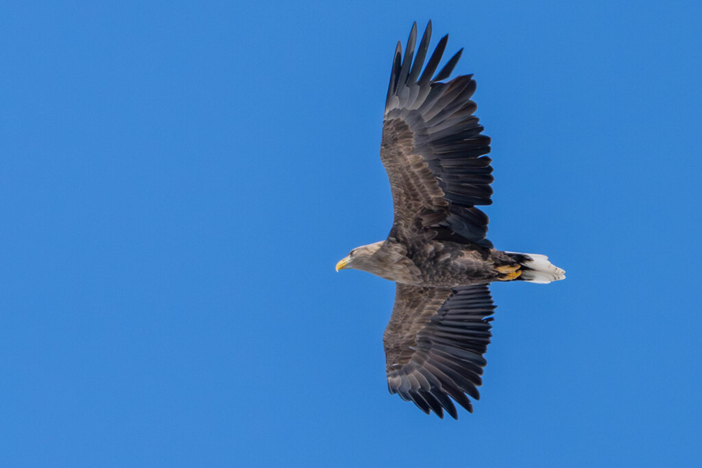 オジロワシ飛翔