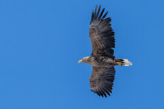 オジロワシ飛翔