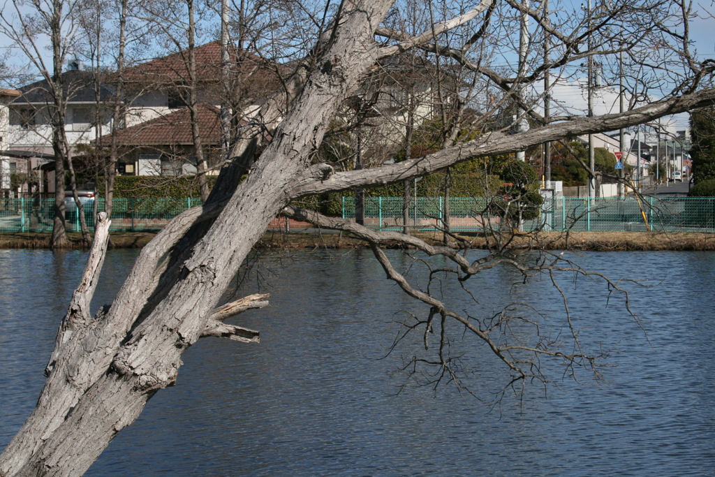 大島公園