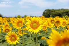 夏はひまわり！