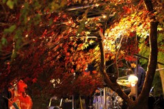 435A2323ジャズライブと紅葉