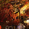 435A2323ジャズライブと紅葉
