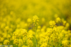 菜の花。。。