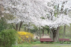 IMG_2371 桜とベンチ