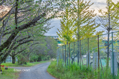 散歩道から