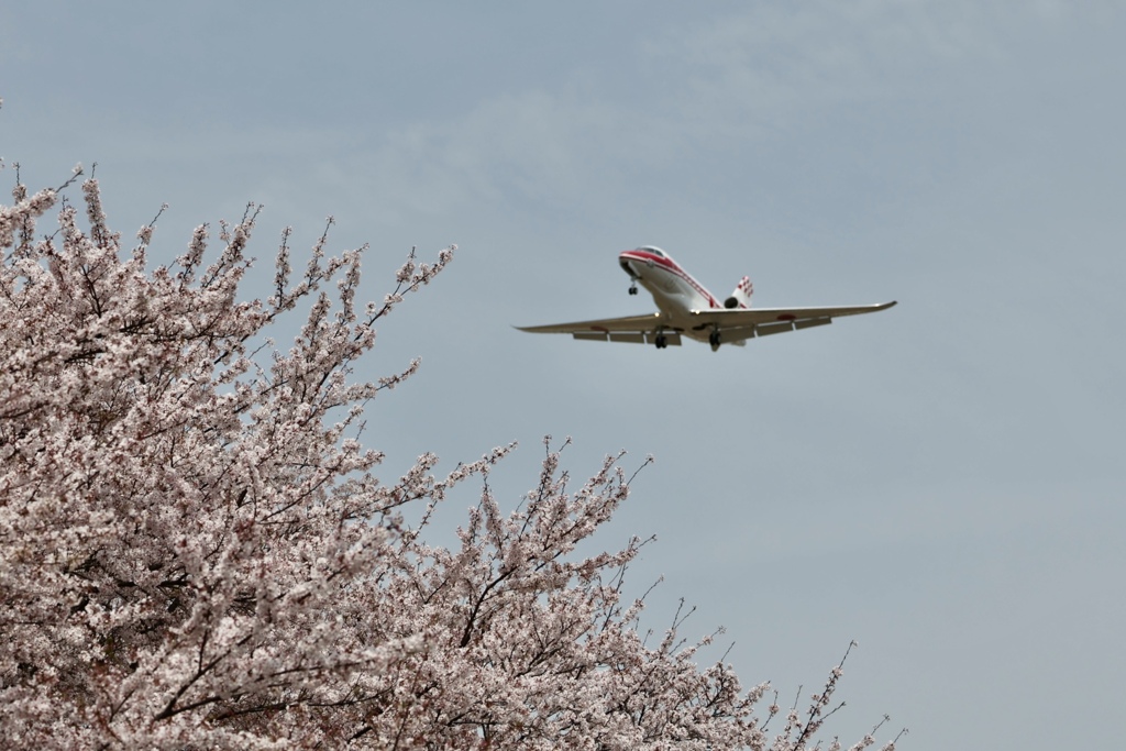 0Z3A3633 桜と飛行機