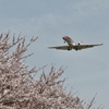 0Z3A3633 桜と飛行機