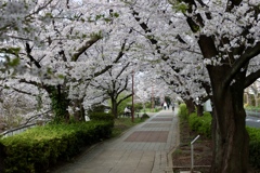 0Z3A3527 桜の遊歩道