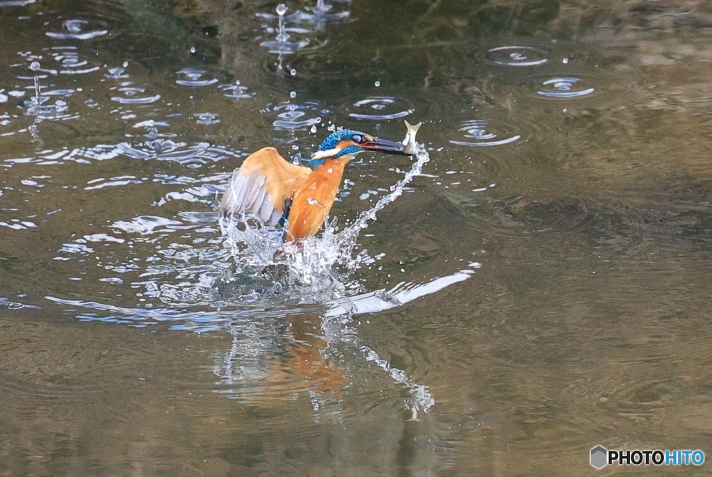 淡水魚GET　