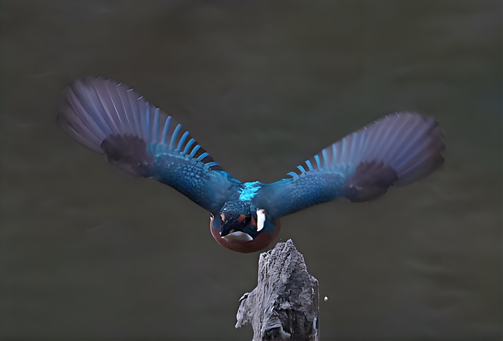 カワセミのはばたき　