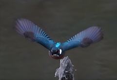 カワセミのはばたき　