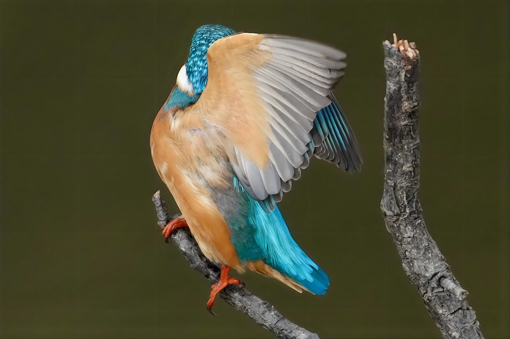 カワセミの　はばたき