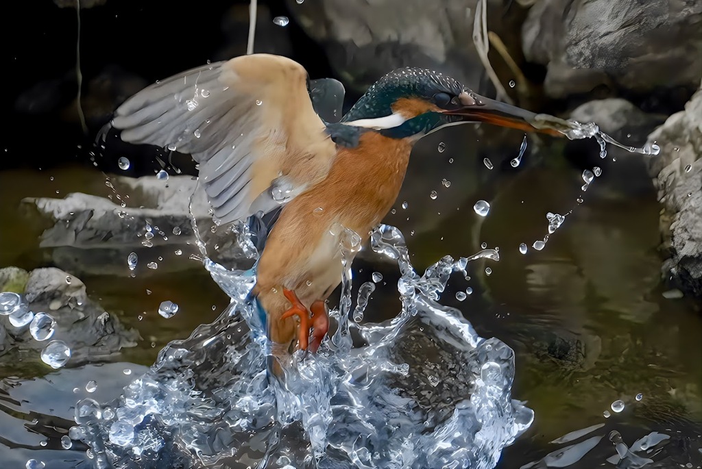 カワセミ　水面からはばたき