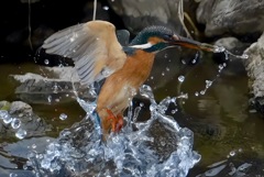 カワセミ　水面からはばたき