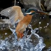カワセミ　水面からはばたき