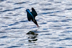 カワセミ　狩り