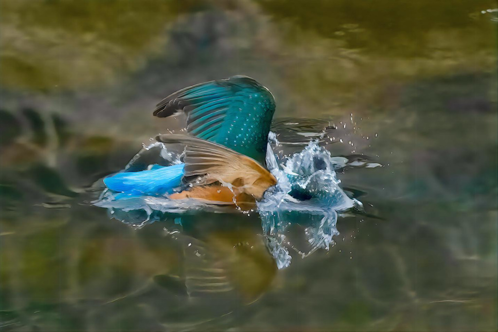 カワセミ　今年最後の水平ダイブ