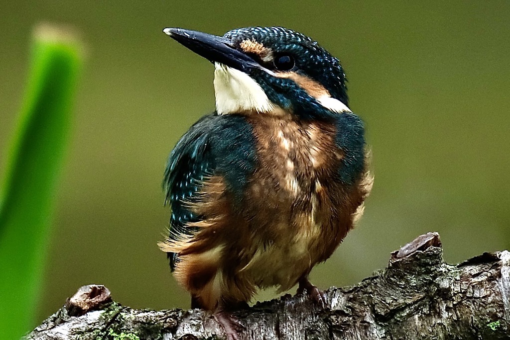 カワセミ　幼鳥　