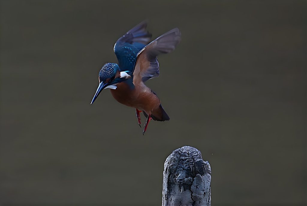カワセミ　夜明けからのGET