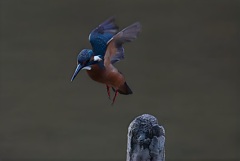 カワセミ　夜明けからのGET