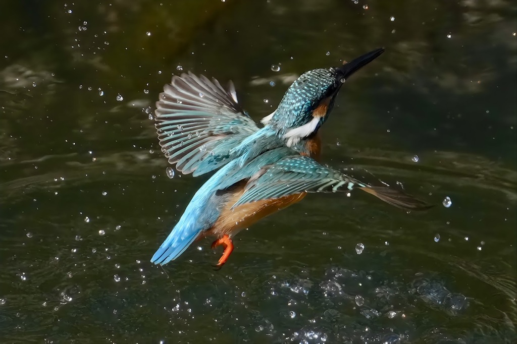 カワセミ　羽ばたき　
