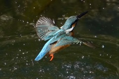 カワセミ　羽ばたき　