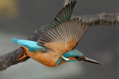 カワセミ　はばたき　