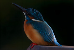 カワセミ 夕陽を浴びて