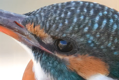 カワセミの眼差し