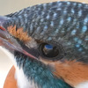カワセミの眼差し