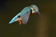 カワセミ　狙いを定めて