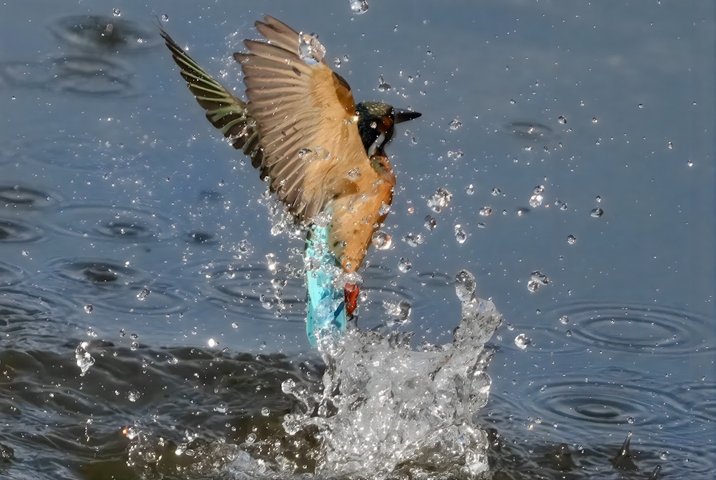 カワセミ　はばたき
