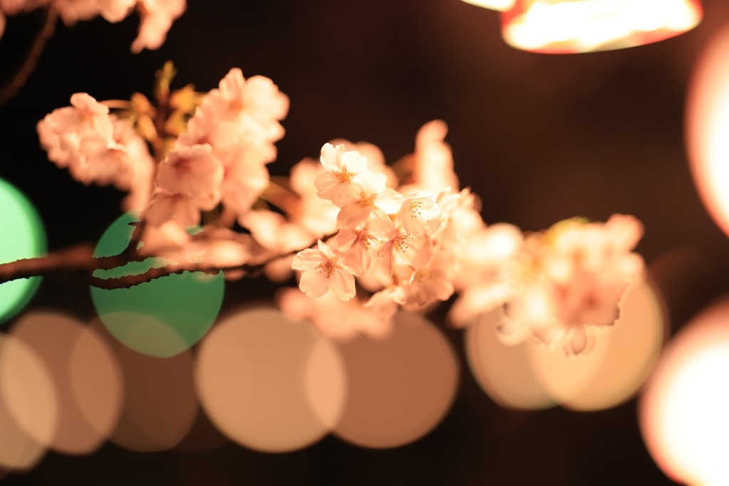 sakura 