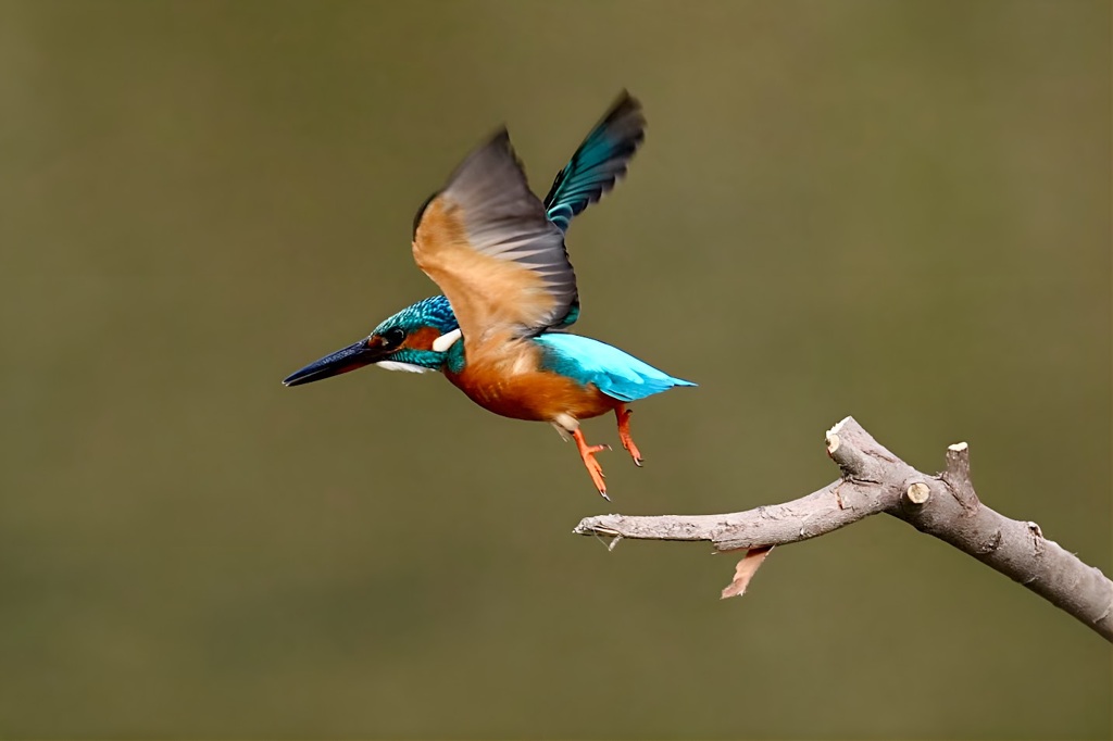 カワセミ　さあGET　