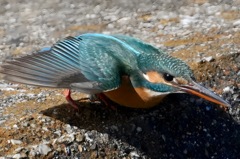 カワセミ　旅立ち　